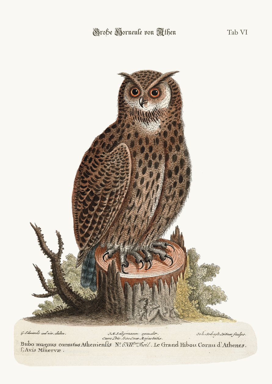 Der große Horned Owl aus Athen, 1749-73 von George Edwards