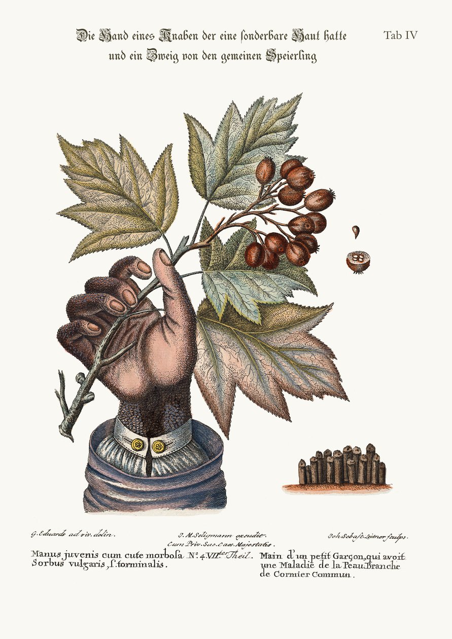 Die Hand eines Jungen mit erkrankter Haut und ein Zweig des Gemeinen Speierlings, 1749-73 von George Edwards