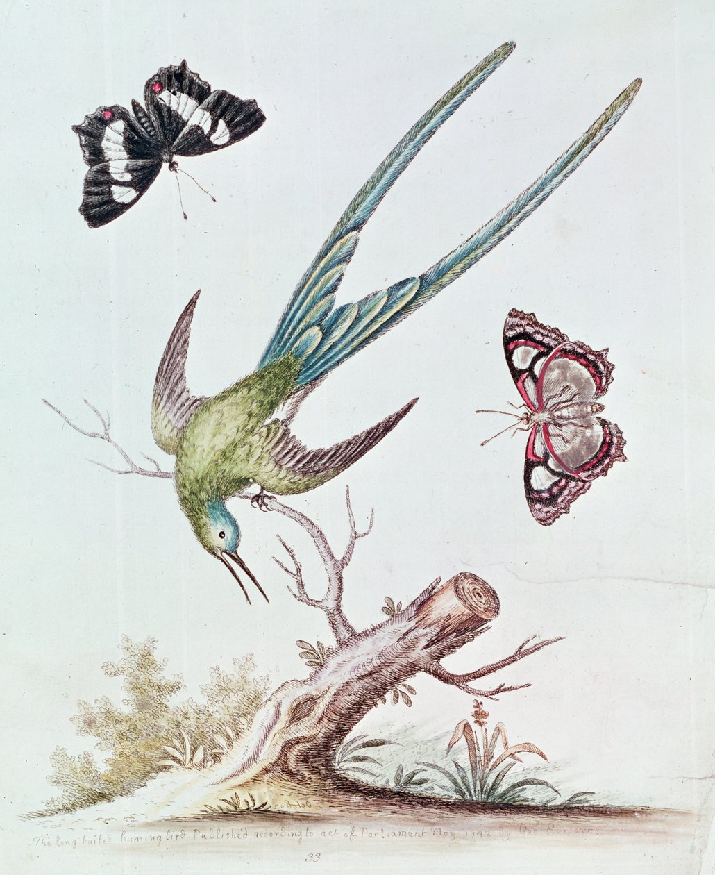 Der Langschwanzkolibri, 1742 von George Edwards