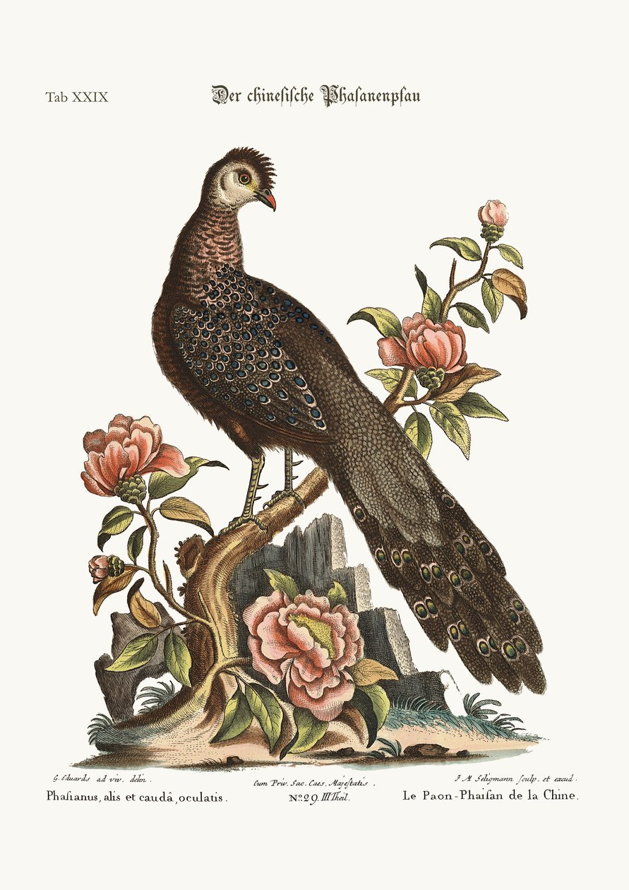 Der Pfauenfasan aus China, 1749-73 von George Edwards