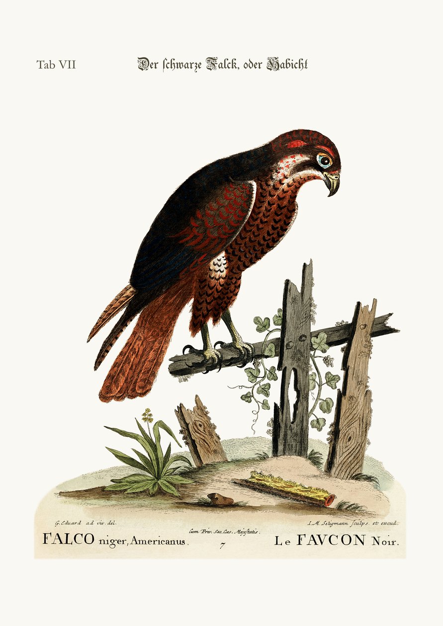 Der schwarze Falke, 1749-73 von George Edwards