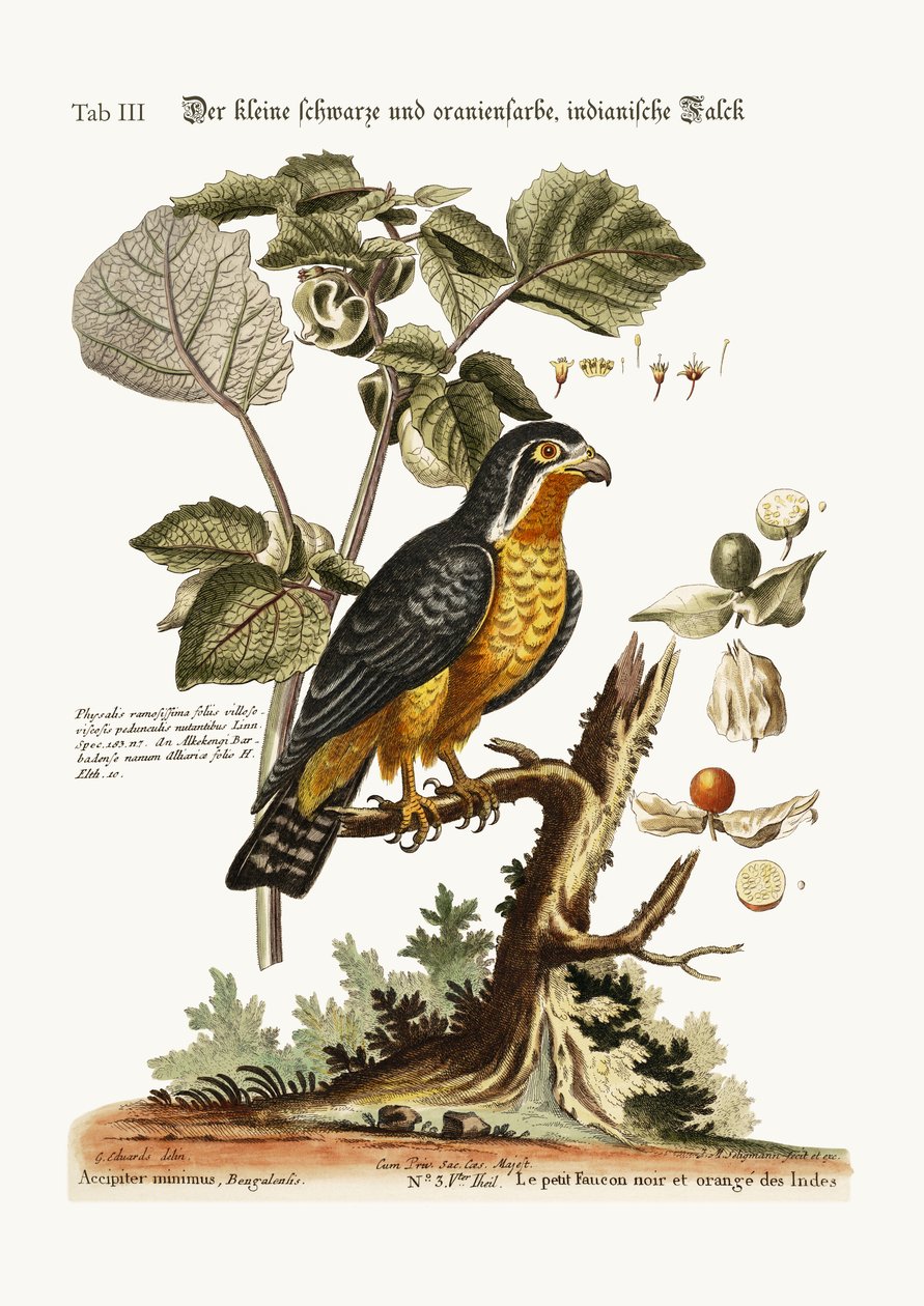 Der kleine schwarze und orangefarbene indische Falke, 1749-73