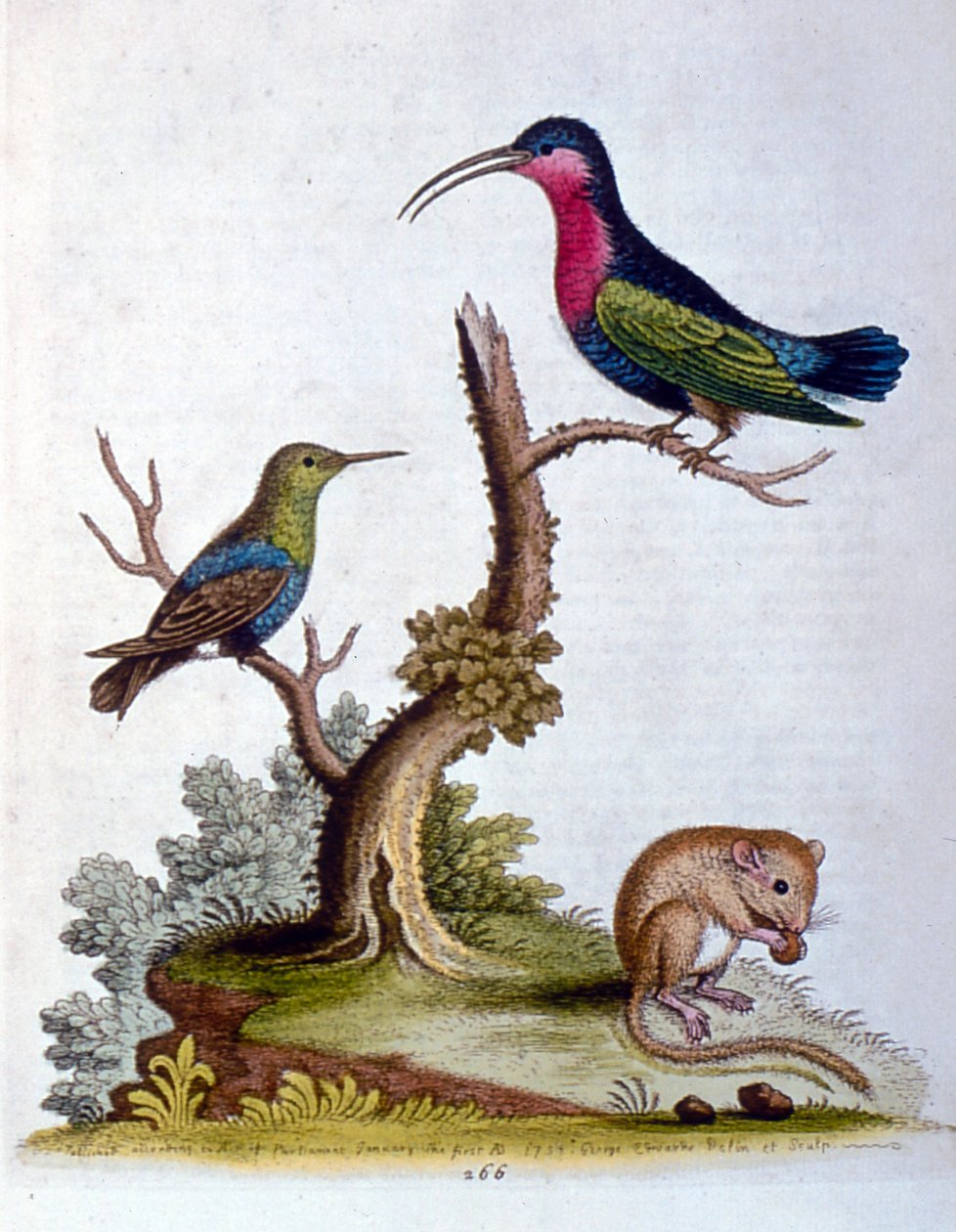 Aquarellillustration aus einem Buch seltener Vögel von G. Edwards 1750 von George Edwards