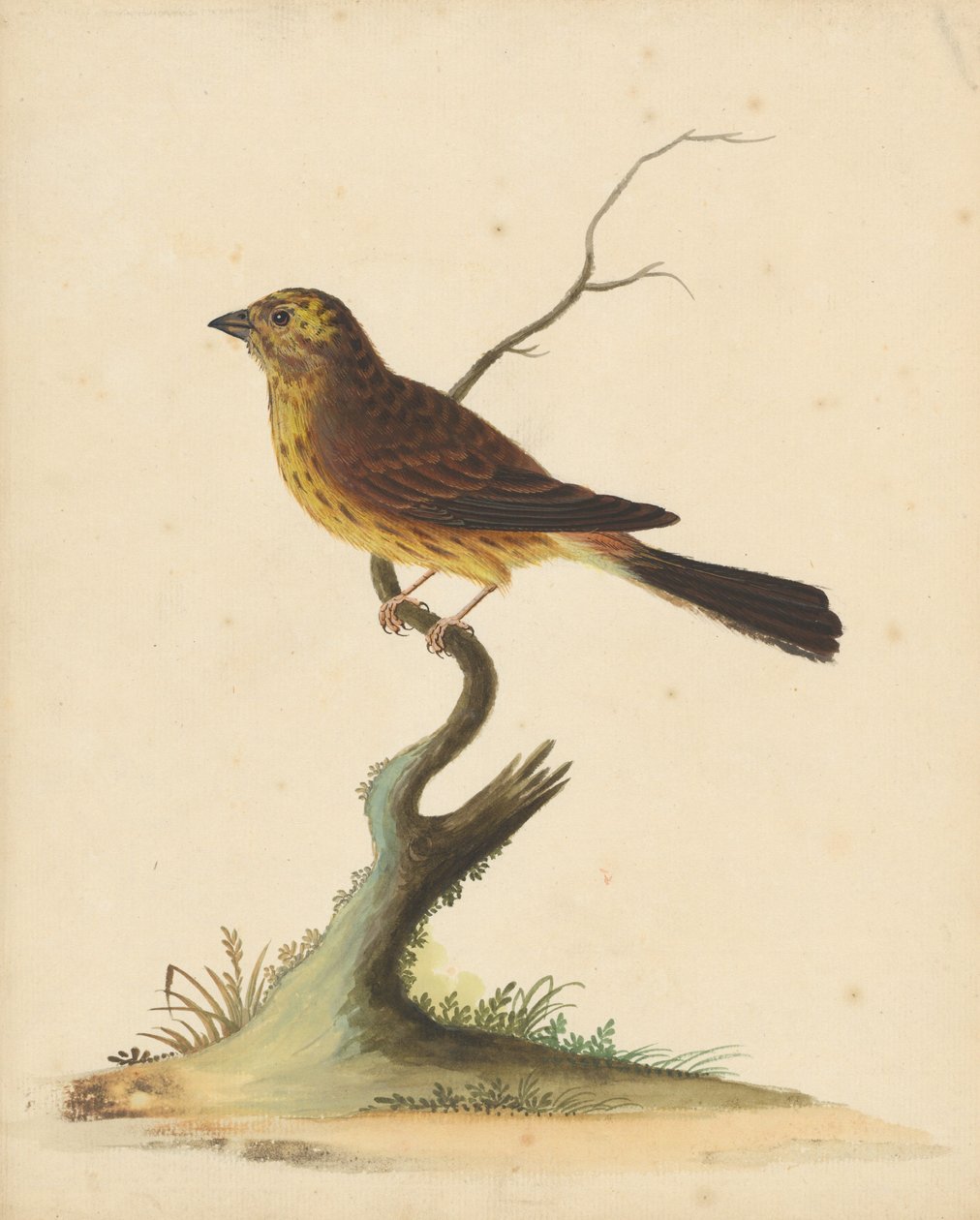 Goldammer von George Edwards