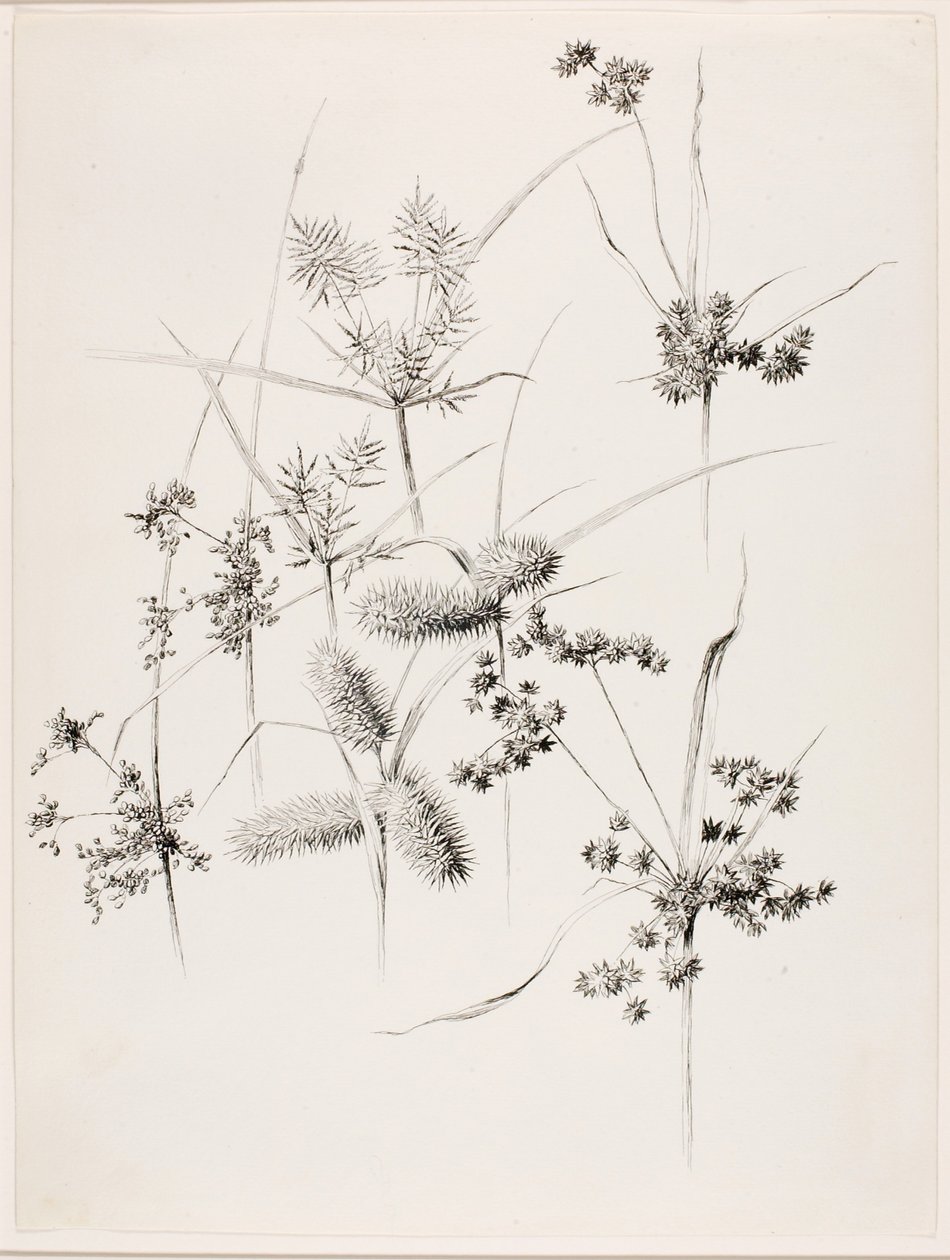 Ohne Titel (Sumpfgräser) von George Elbert Burr