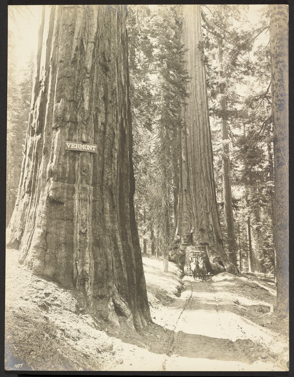 Fahrt durch die Wawona, Mariposa Grove. Durchmesser 24 ft. von George Fiske
