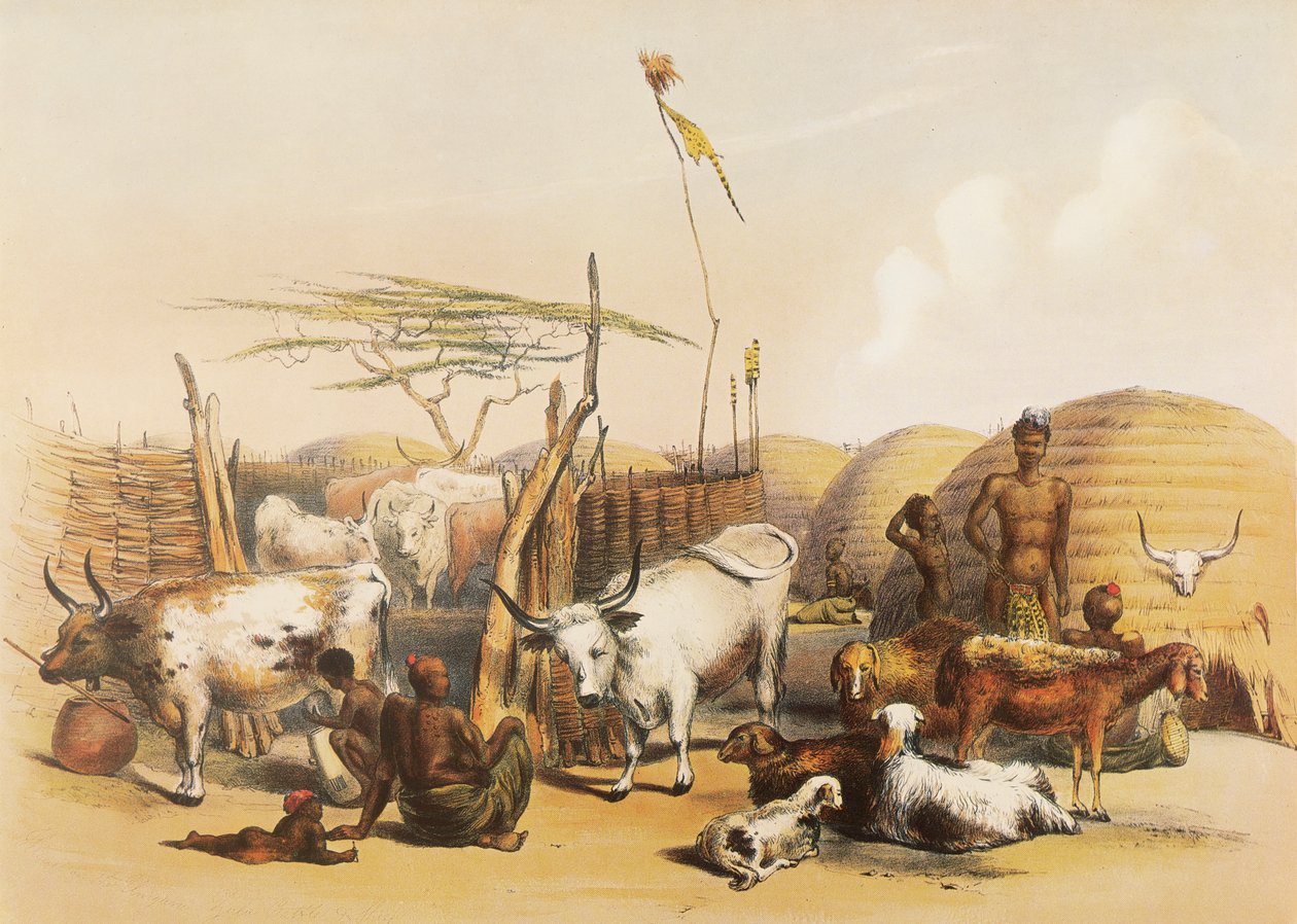 Ein Zulu-Kraal am Umgaki-Fluss in Natal von George French Angas