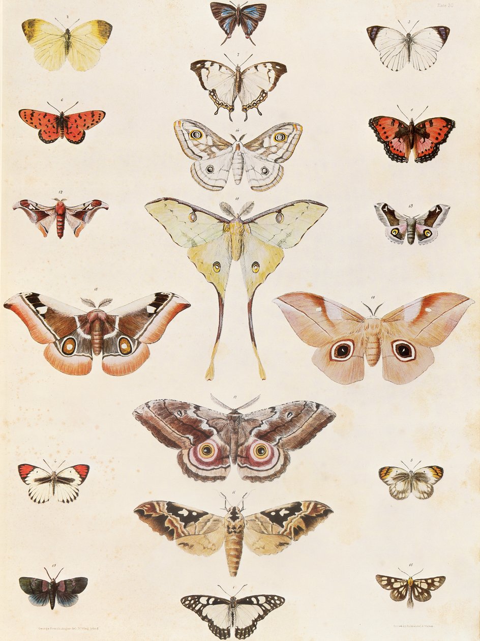 Lepidoptera aus Natal und dem Zulu-Land von George French Angas