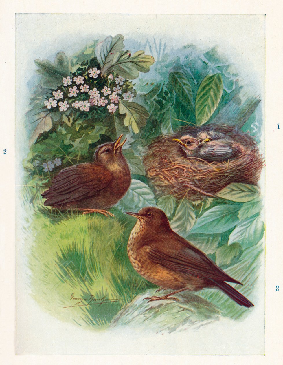 Ein typisches Nesthäkchen - Drei Stadien. Amsel, ca. 1910 von George James Rankin
