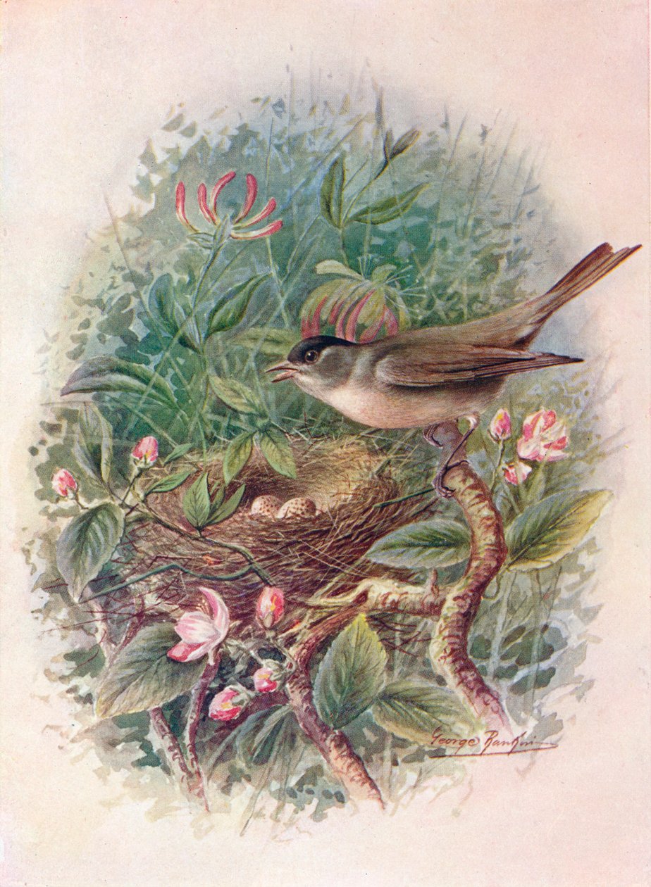 Mönchsgrasmücke - Sylvia atricapilla von George James Rankin