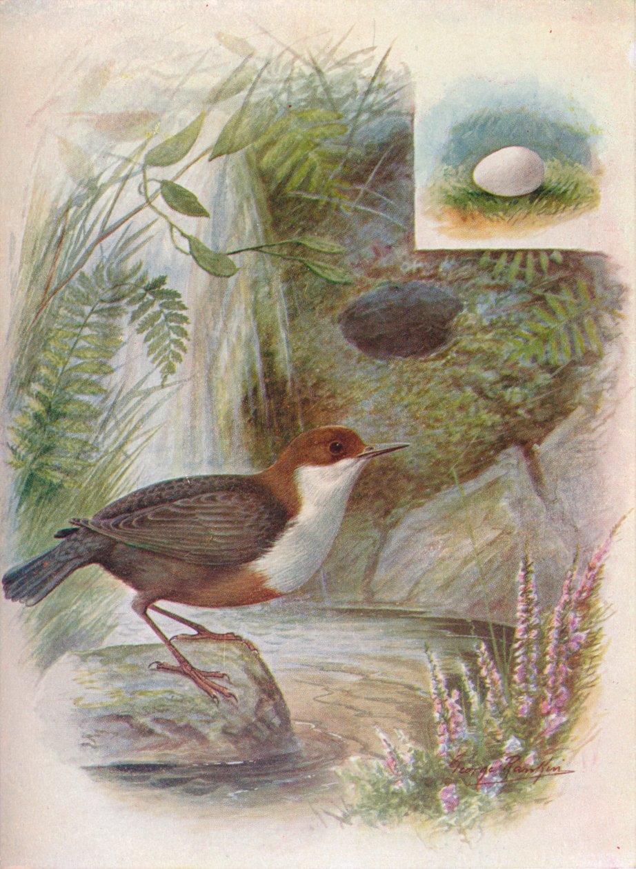Wasseramsel - Cinclus aquaticus, ca. 1910 von George James Rankin