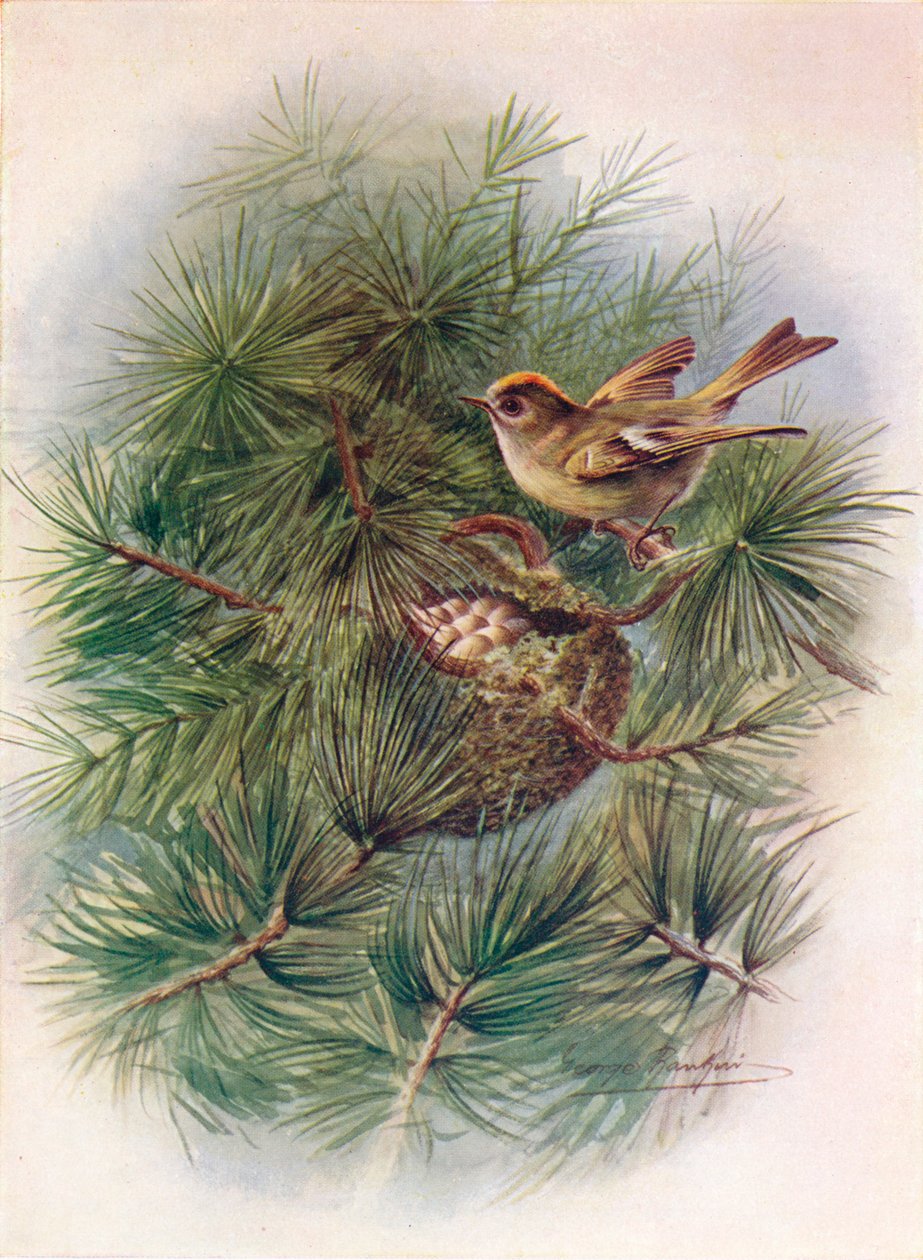 Wintergoldhähnchen - Regulus cristatus, ca. 1910 von George James Rankin
