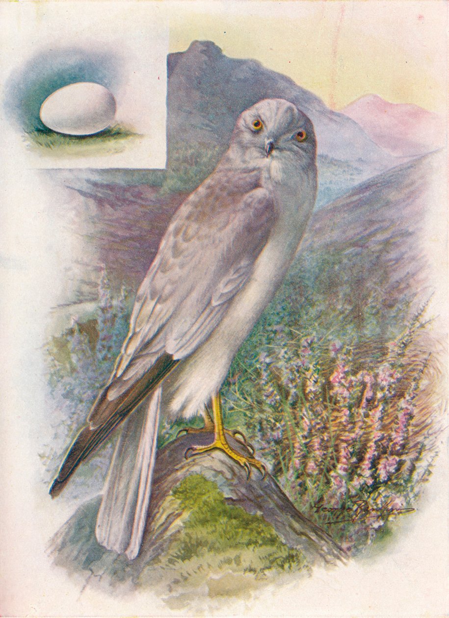 Kornweihe - Circus cyaneus, um 1910 von George James Rankin