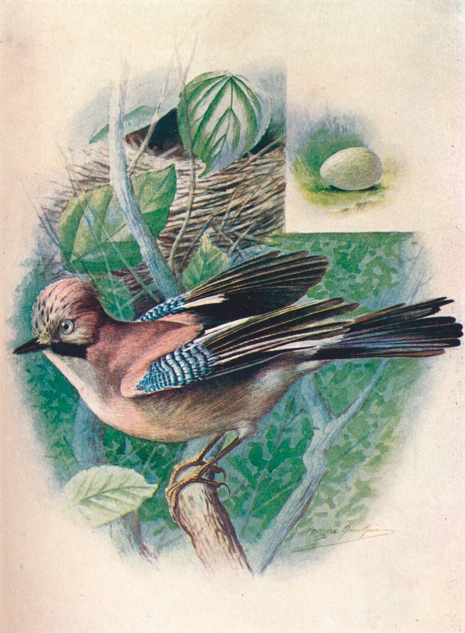 Eichelhäher - Garrulus glandarius, um 1910 von George James Rankin