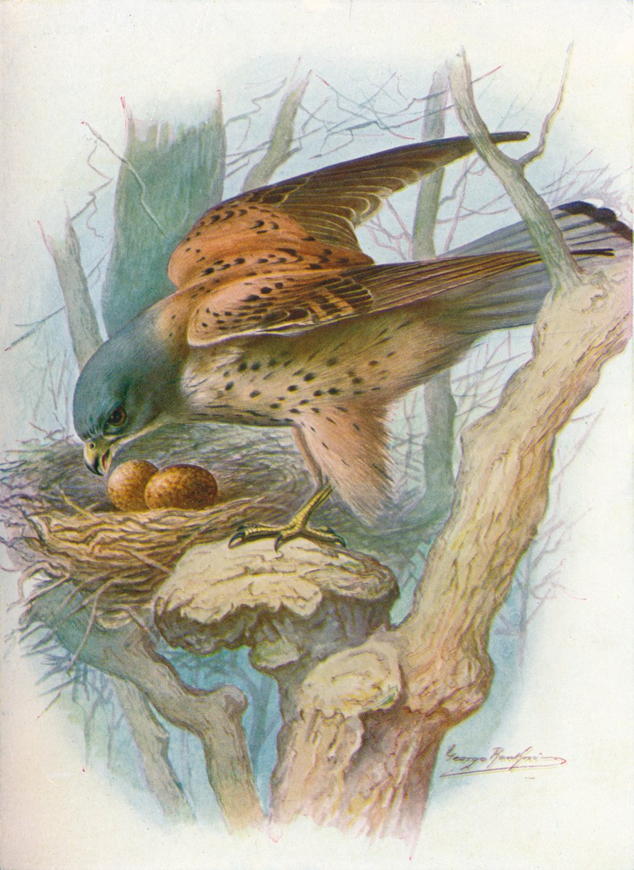 Turmfalke - Falco tinnunculus, um 1910, 1910 von George James Rankin