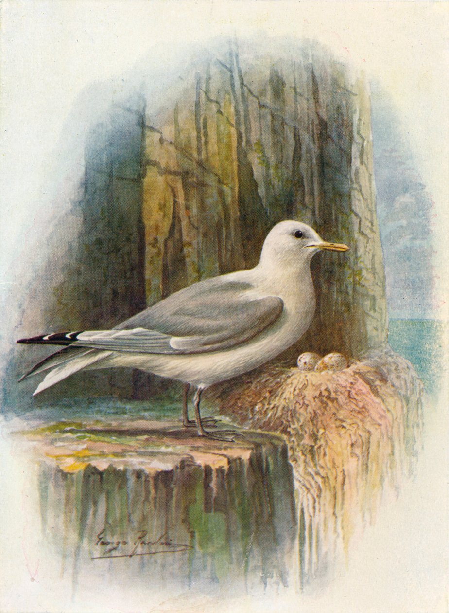 Dreizehenmöwe - Rissa tridactyla, um 1910 von George James Rankin