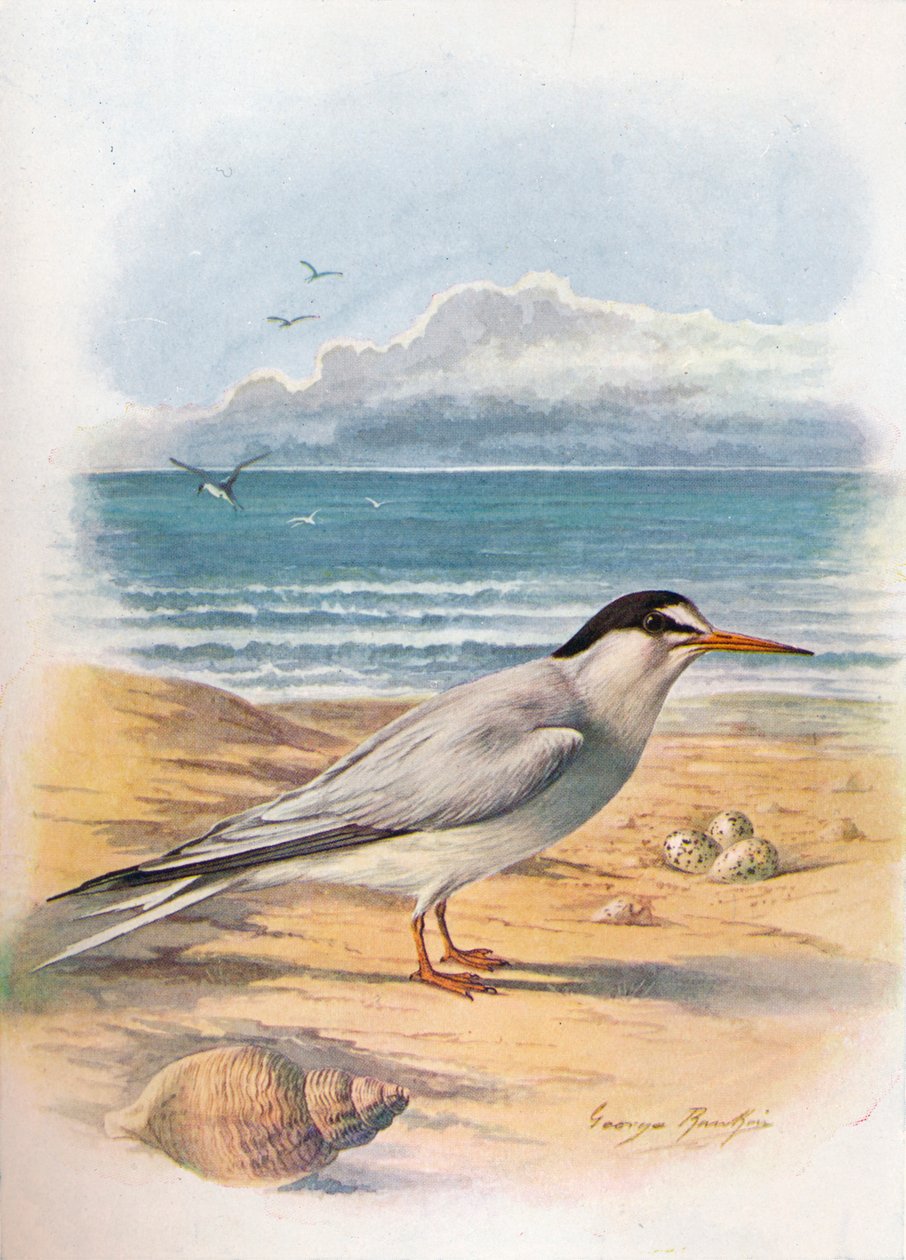 Zwergseeschwalbe - Sterna minuta, um 1910 von George James Rankin
