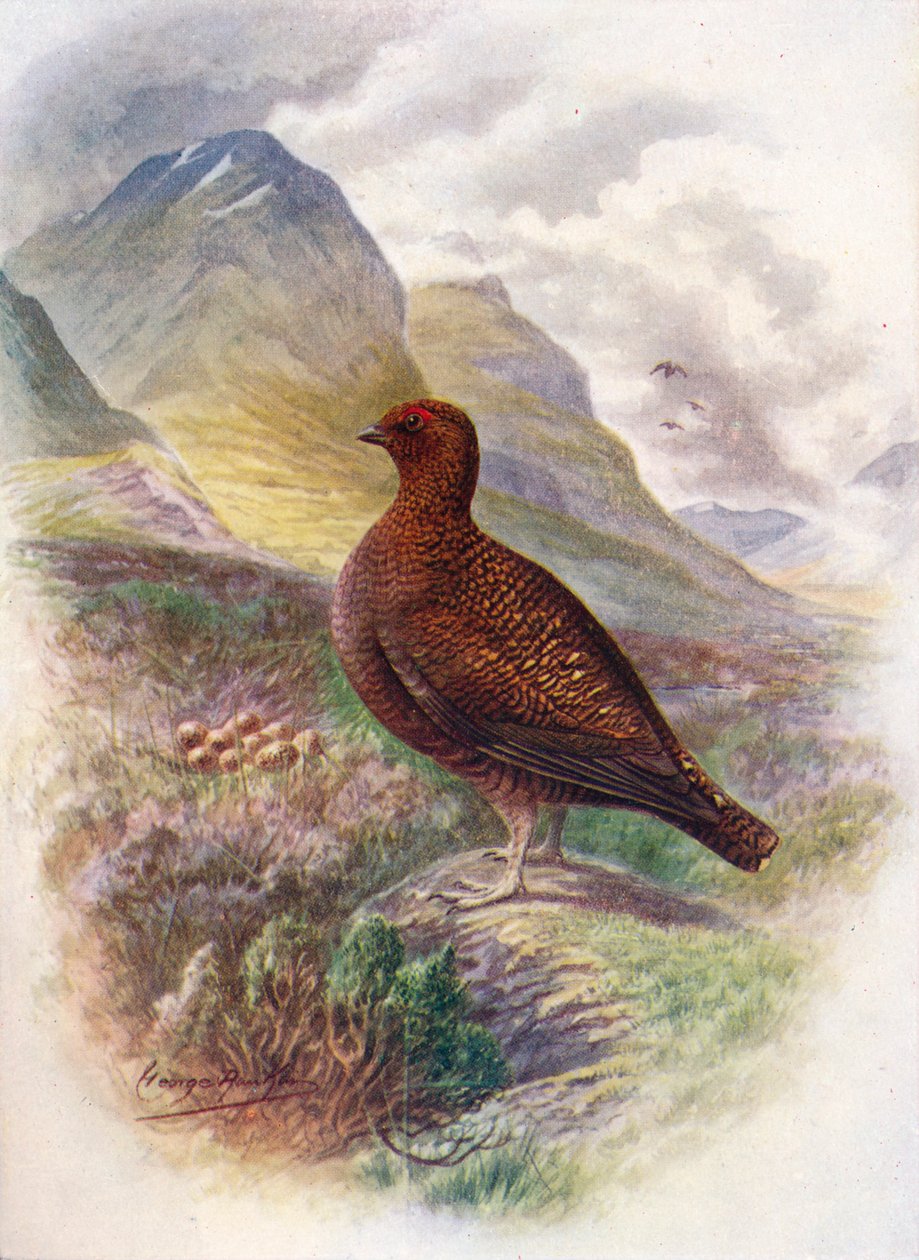 Moorschneehuhn - Lagopus scoticus, um 1910 von George James Rankin