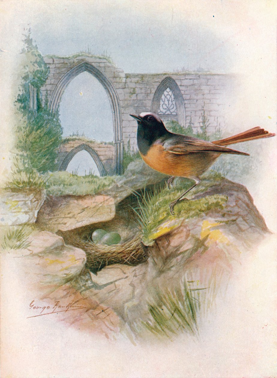 Gartenrotschwanz - Ruticilla phoenicurus, um 1910 von George James Rankin
