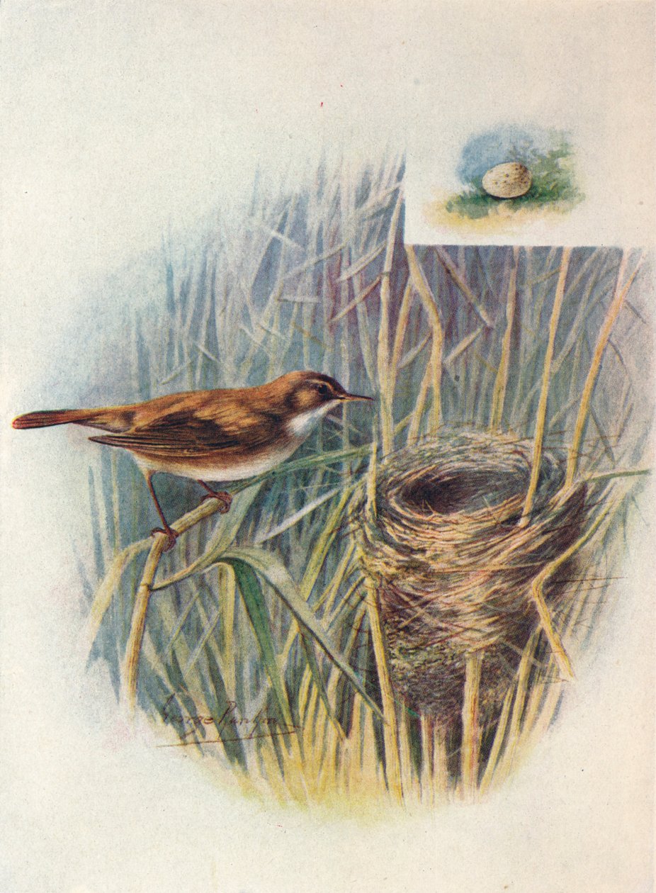 Rohrschwirl - Acrocephalus streperus, um 1910 von George James Rankin