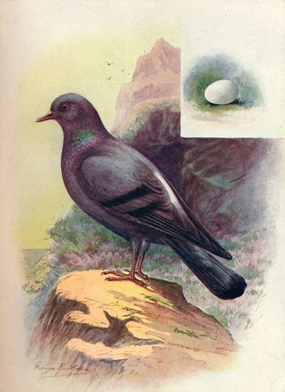 Felsentaube - Columba livia, um 1910, 1910 von George James Rankin