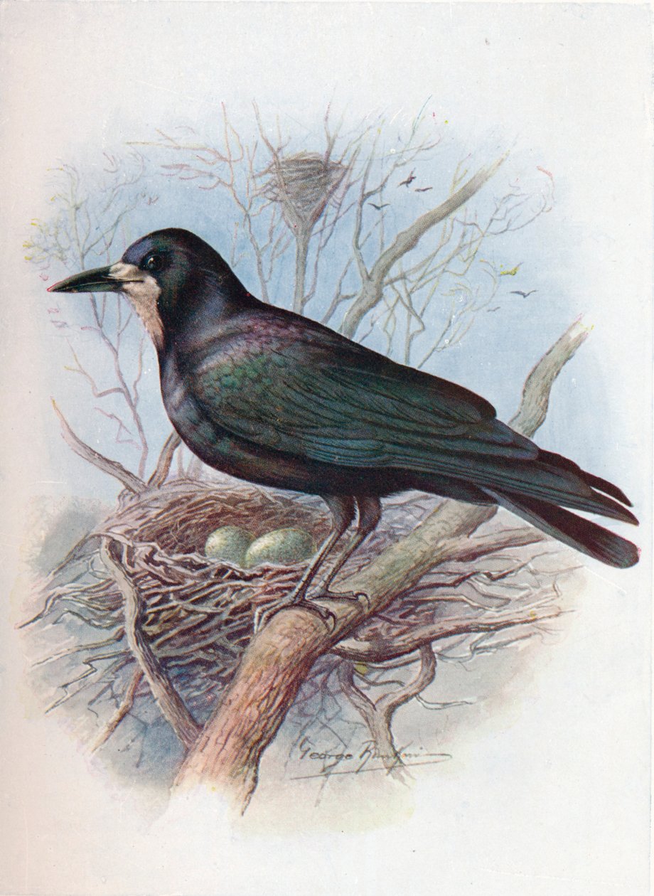 Saatkrähe - Corvus frugilegus, um 1910 von George James Rankin