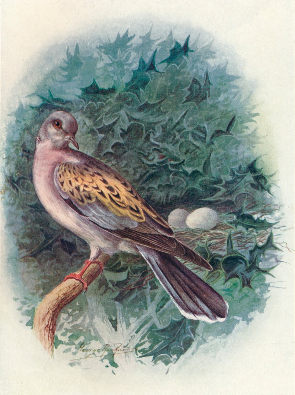 Turteltaube - Turtur communis, ca. 1910 von George James Rankin