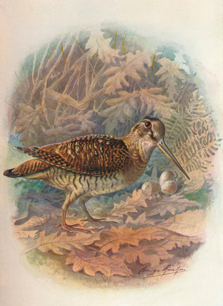Waldschnepfe - Scolopax rusticula, ca. 1910, 1910 von George James Rankin