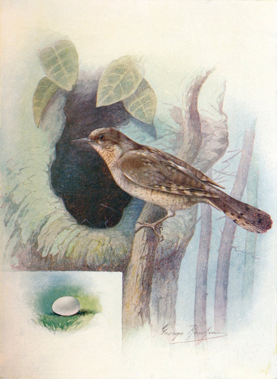 Wendehals - Iynx torquilla, ca. 1910 von George James Rankin