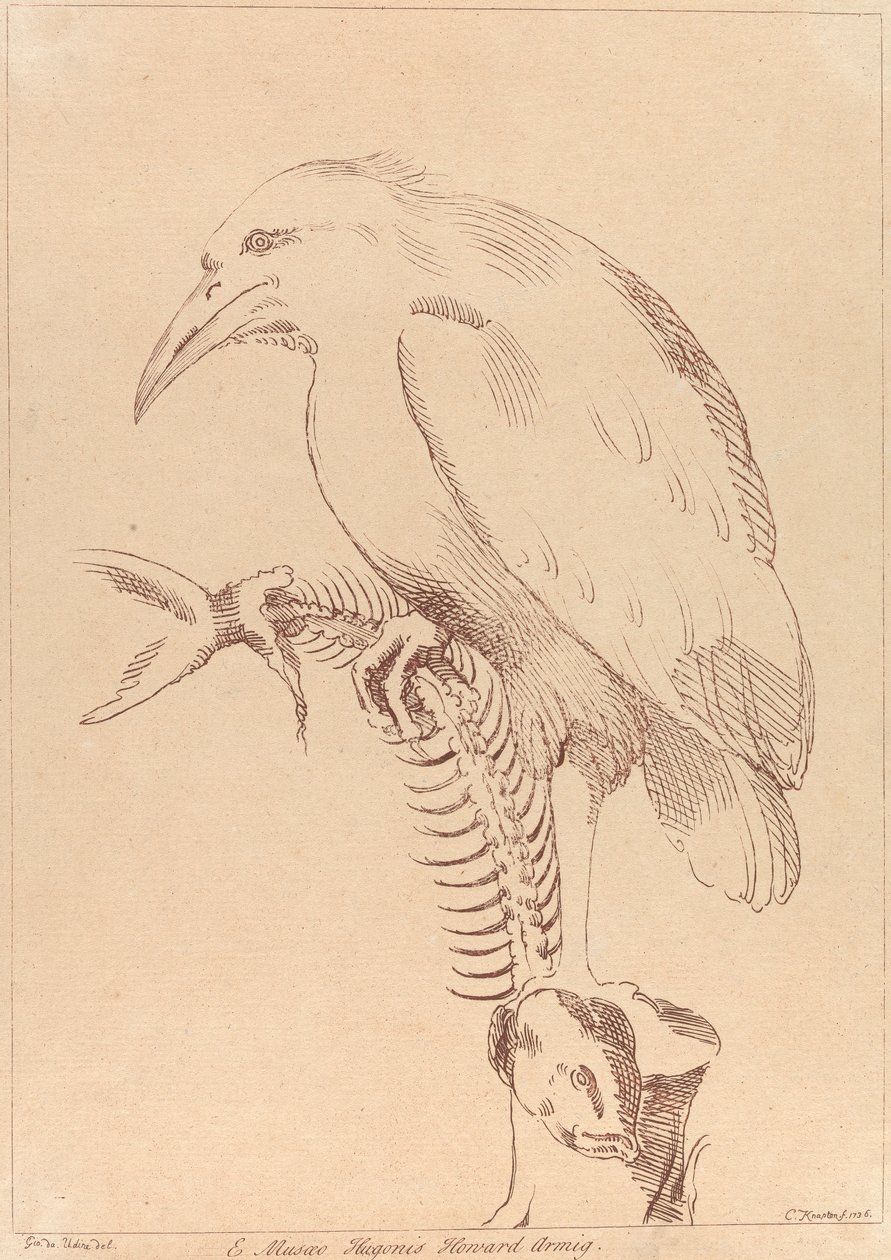 Ohne Titel: Vogel hält Fischskelett von George Knapton