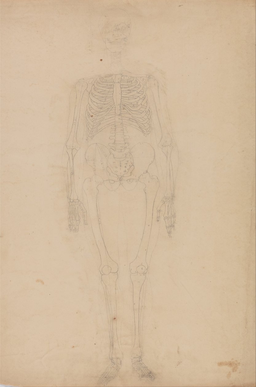 Vergleichende anatomische Darstellung der Struktur des menschlichen Körpers mit der eines Tigers und eines gewöhnlichen Vogels: Menschliches Skelett, Vorderansicht von George Stubbs