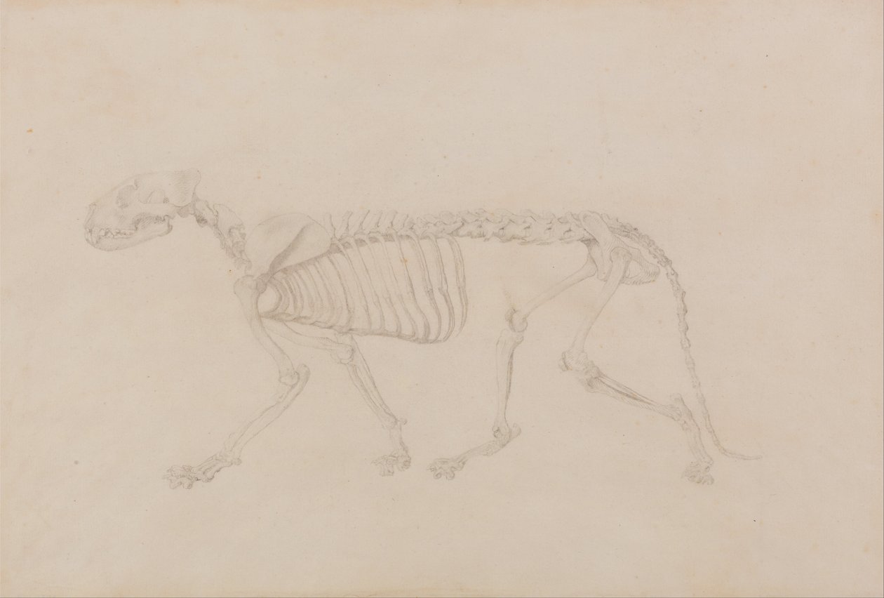Vergleichende anatomische Darstellung der Struktur des menschlichen Körpers mit der eines Tigers und eines gewöhnlichen Huhns: Tigerskelett, Seitenansicht (Hochwertige Studie für Tafel IV) von George Stubbs