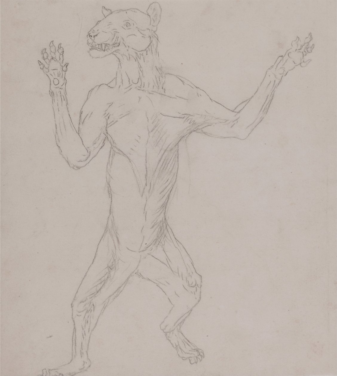 Ein vergleichender anatomischer Vergleich der Struktur des menschlichen Körpers mit der eines Tigers und eines gewöhnlichen Huhns: Tigerkörper, stehend in menschlicher Haltung von George Stubbs