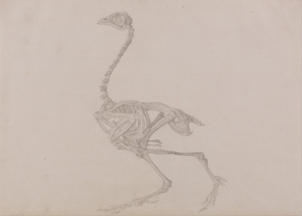 Vergleichende anatomische Darstellung der Struktur des menschlichen Körpers mit der eines Tigers und eines gewöhnlichen Huhns: Dorking-Huhn-Skelett, Seitenansicht (Fertige Studie für eine unveröffentlichte Tafel) von George Stubbs