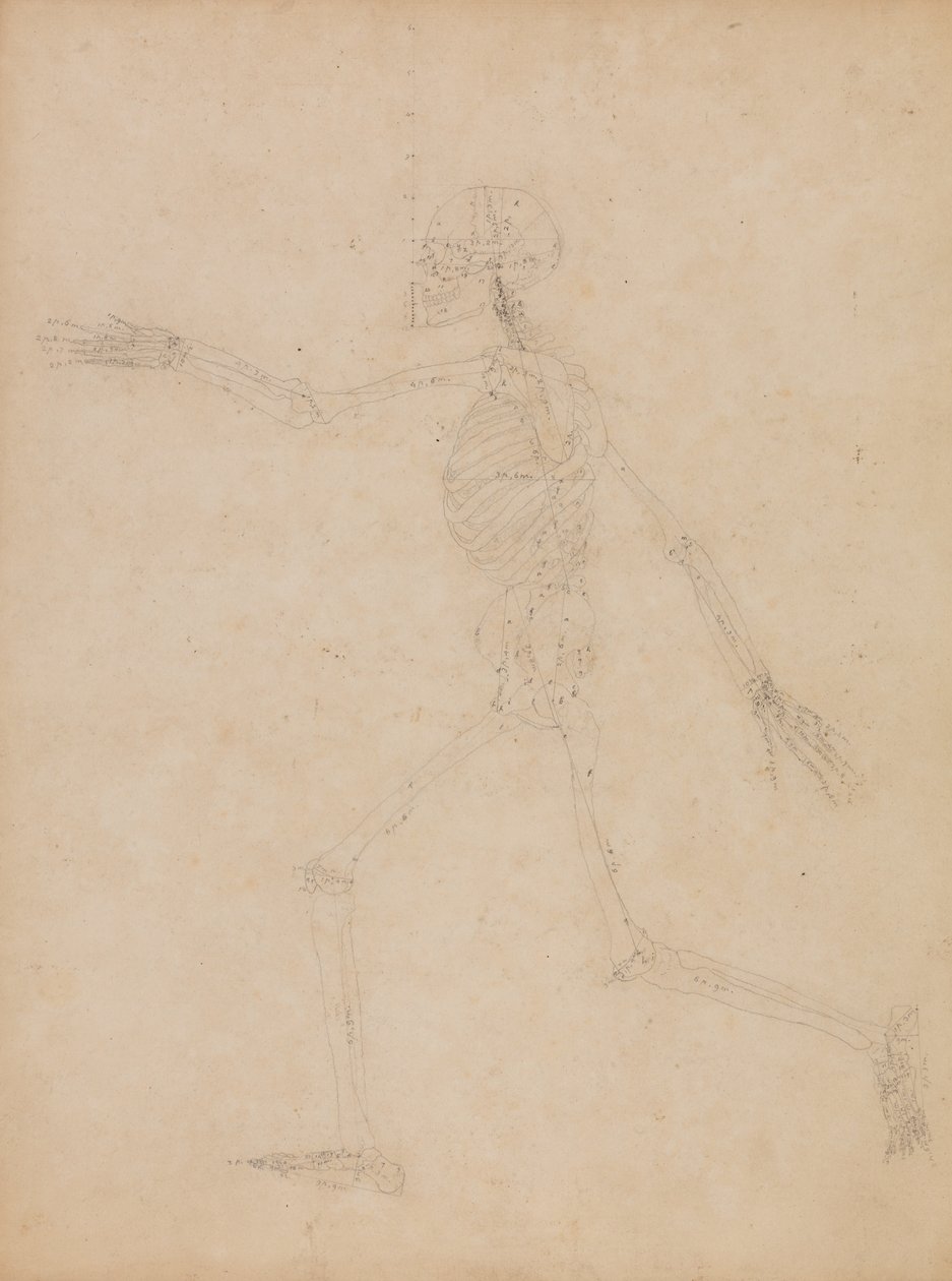 Vergleichende anatomische Darstellung des menschlichen Körpers mit einem Tiger und einem Haushuhn: Menschliches Skelett, Seitenansicht von George Stubbs