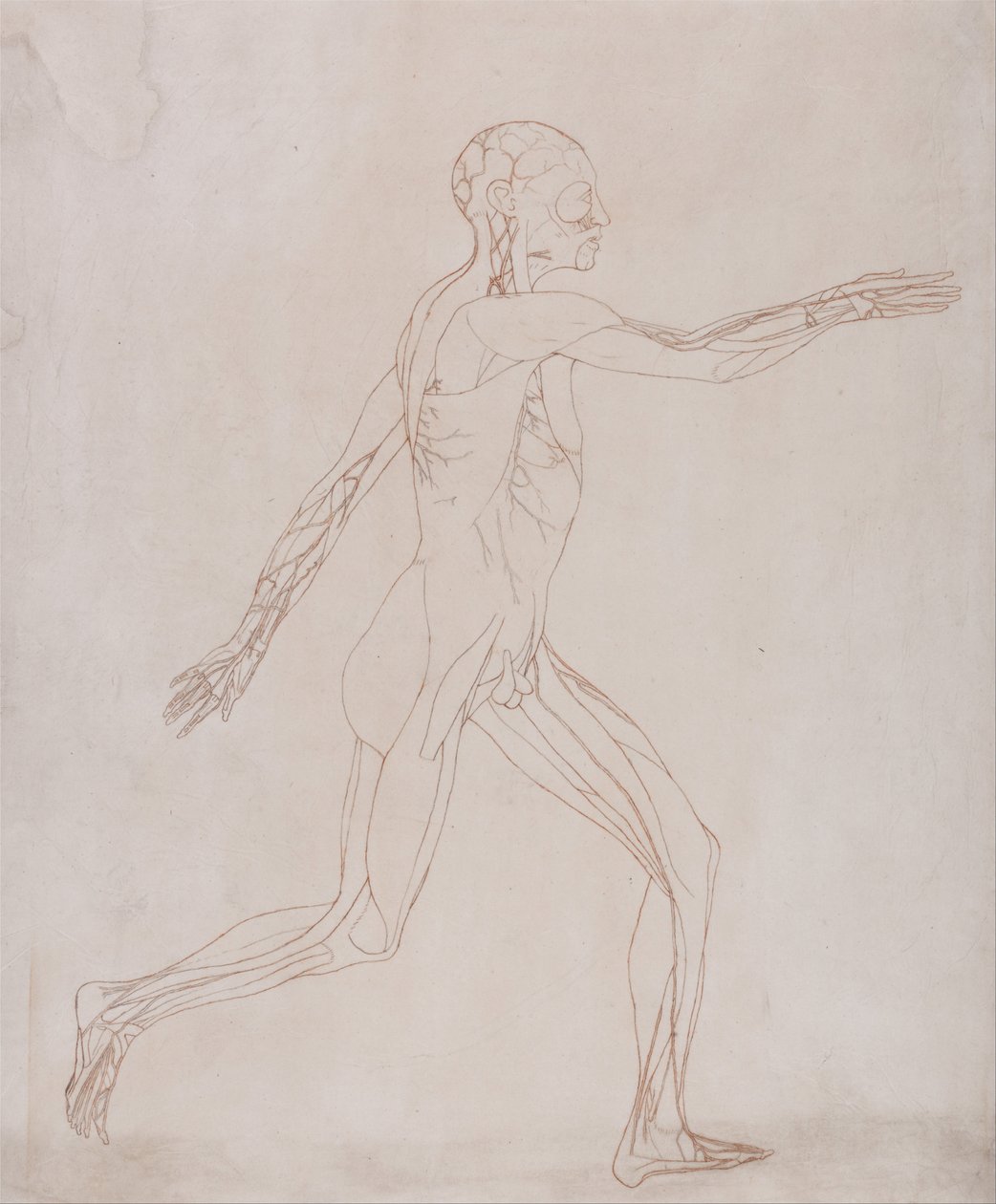 Vergleichende anatomische Darstellung der Struktur des menschlichen Körpers mit der eines Tigers und eines Haushuhns: Menschliche Figur, Seitenansicht (Vorbereitet für den Transfer zur Platte der Schlüsselfigur zu Tafel XIII) von George Stubbs