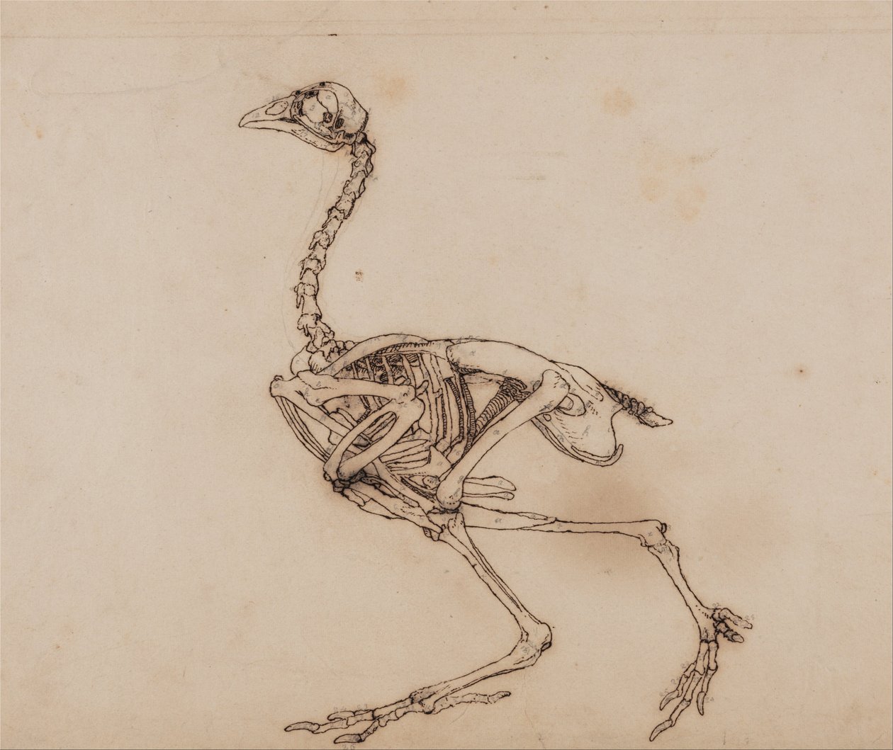 Vergleichende anatomische Darstellung der Struktur des menschlichen Körpers mit der eines Tigers und eines gewöhnlichen Huhns: Dorking-Huhn-Skelett, Seitenansicht von George Stubbs