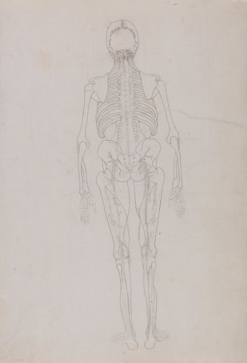 Vergleichende anatomische Darstellung der Struktur des menschlichen Körpers mit der eines Tigers und eines gewöhnlichen Huhns: Menschliche Figur, Rückansicht (Umrisszeichnung für eine Schlüsselfigur, die das Endstadium der Sektion zeigt) von George Stubbs
