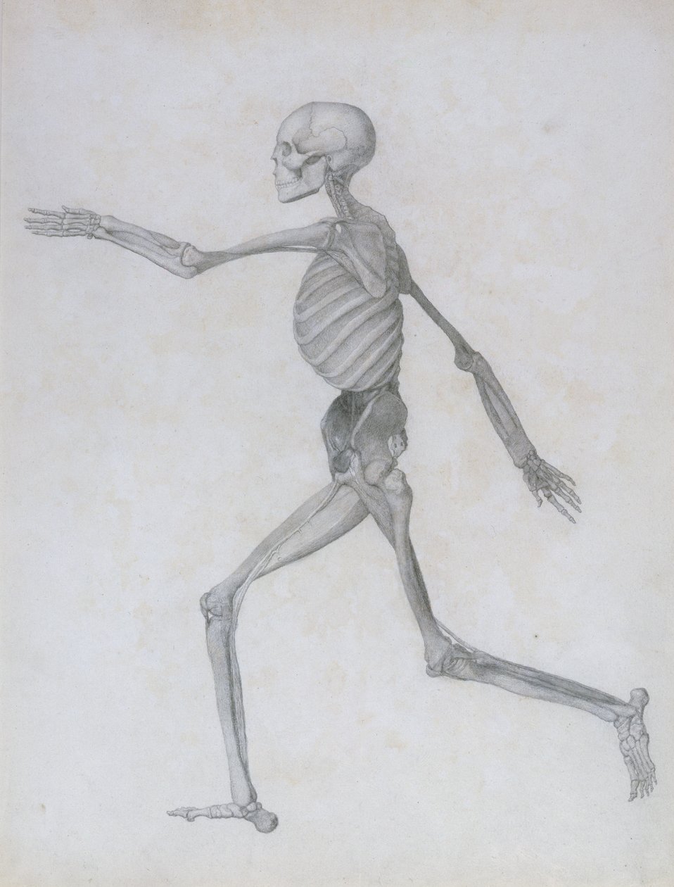 Vergleichende anatomische Darstellung der Struktur des menschlichen Körpers mit der eines Tigers und eines gewöhnlichen Huhns: Menschliche Figur, Seitenansicht, 1795-1806 von George Stubbs