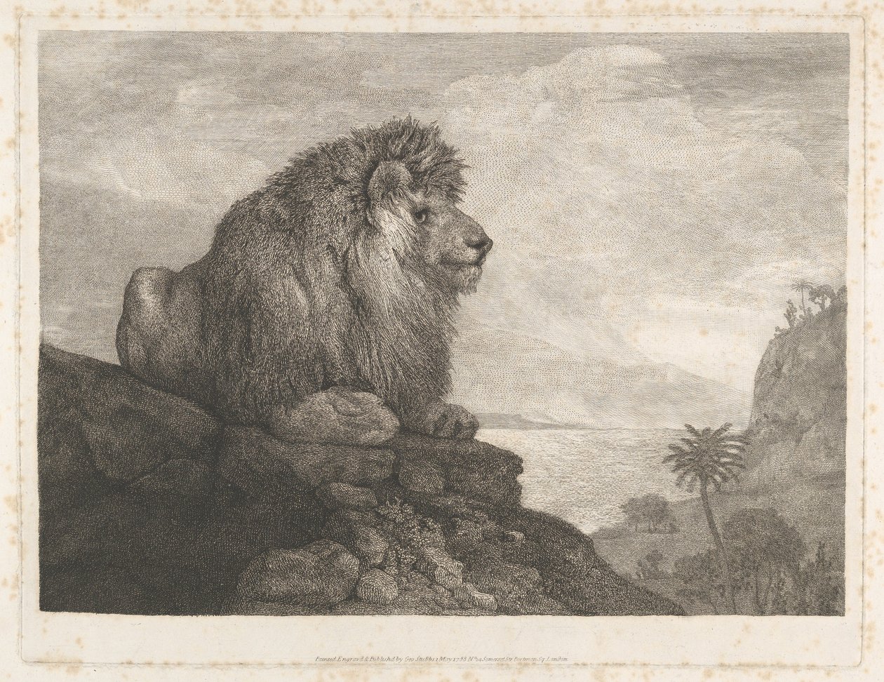 Ein Löwe (Ein auf einem Felsen ruhender Löwe) von George Stubbs