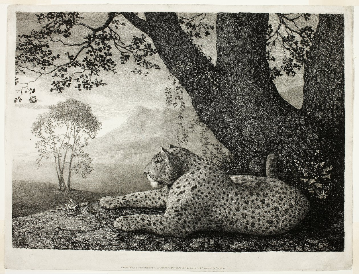 Ein Tiger (Ein liegender Leopard bei einem Baum) von George Stubbs
