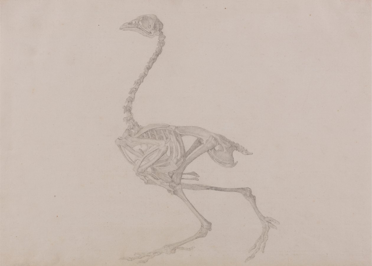 Dorking-Huhn-Skelett, Seitenansicht (Fertige Studie für eine unveröffentlichte Tafel) von George Stubbs