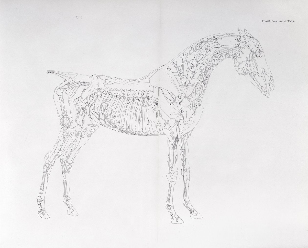 Vierte anatomische Tafel, aus 