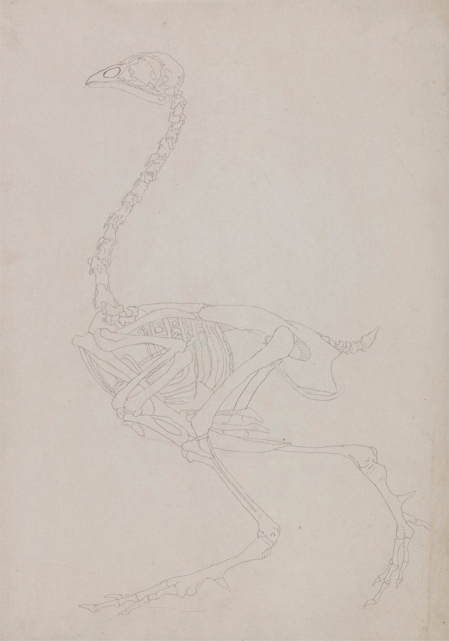 Vogelskelett, Seitenansicht von George Stubbs