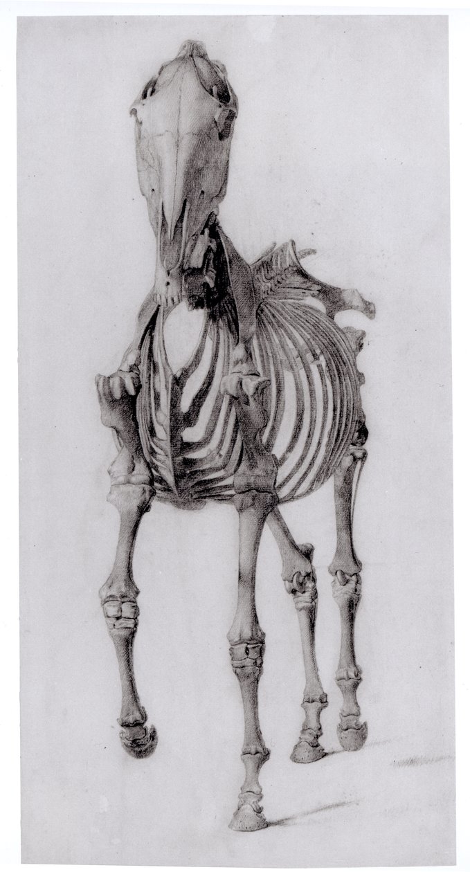 Frontalansicht des Skeletts eines Pferdes, Studie Nr. 10 aus Die Anatomie des Pferdes, 1766 von George Stubbs