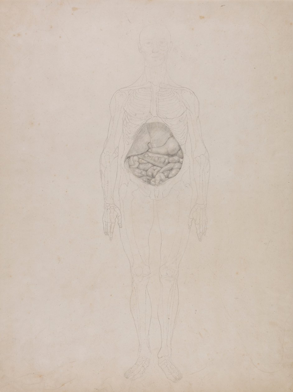 Menschliche Figur, Vorderansicht (Umrisszeichnung) von George Stubbs