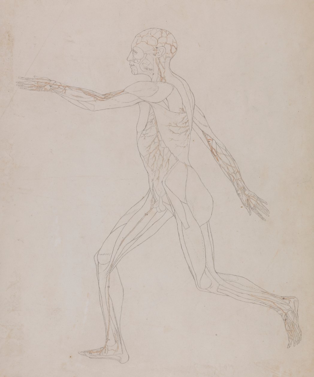 Menschliche Figur, Seitenansicht (Bezogen auf Tafel XIII, detaillierte Studie der Blutgefäße, die die Muskeln versorgen) von George Stubbs