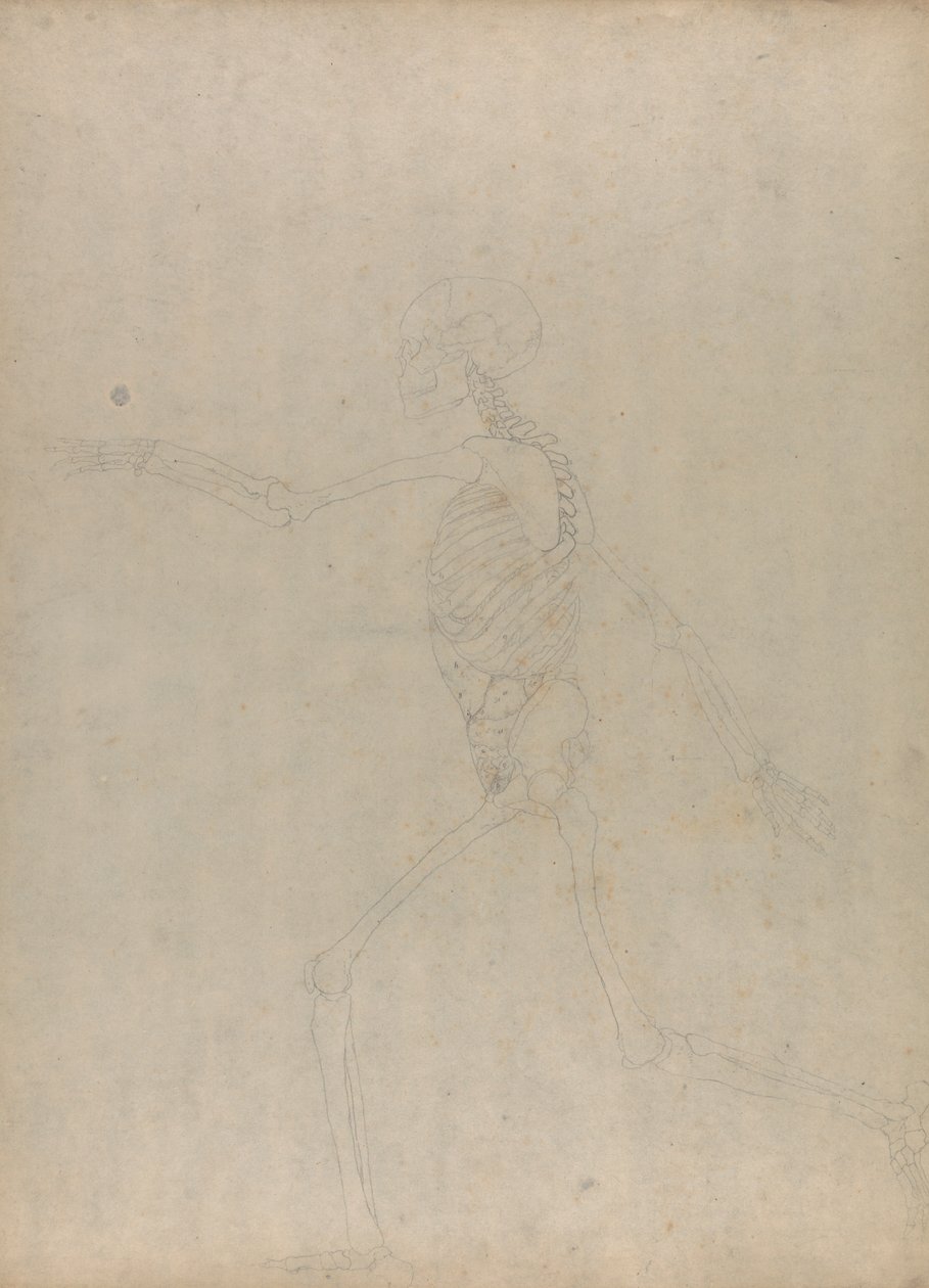 Menschliches Skelett, Seitenansicht (Studie für eine Schlüsselfigur zu einer unveröffentlichten Tafel, die die Bauchorgane zeigt) von George Stubbs
