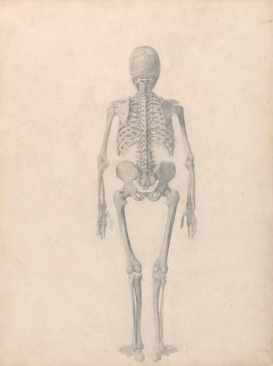 Menschliches Skelett, Rückansicht (Fertige Studie für Tabelle II) von George Stubbs