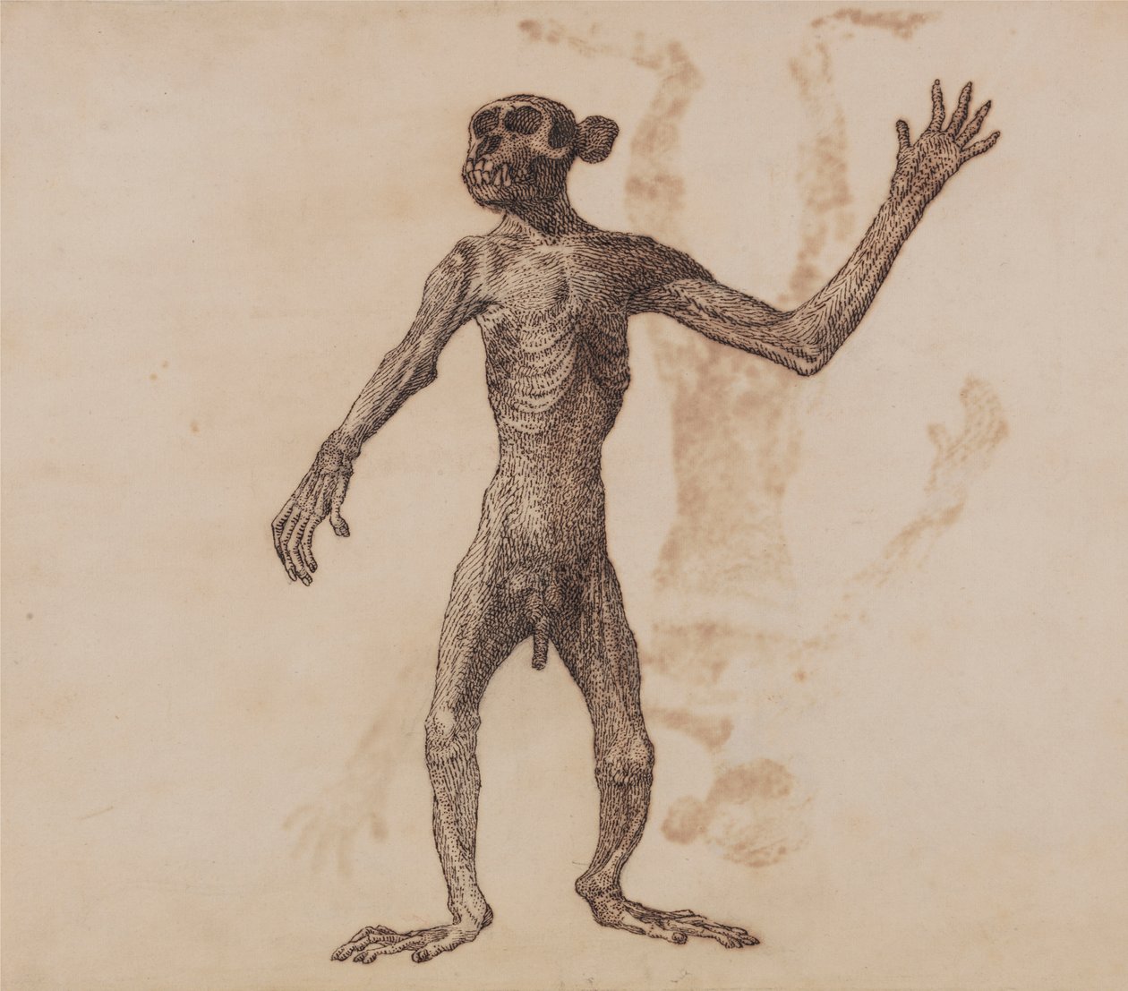 Affe im Stehen, Vorderansicht von George Stubbs